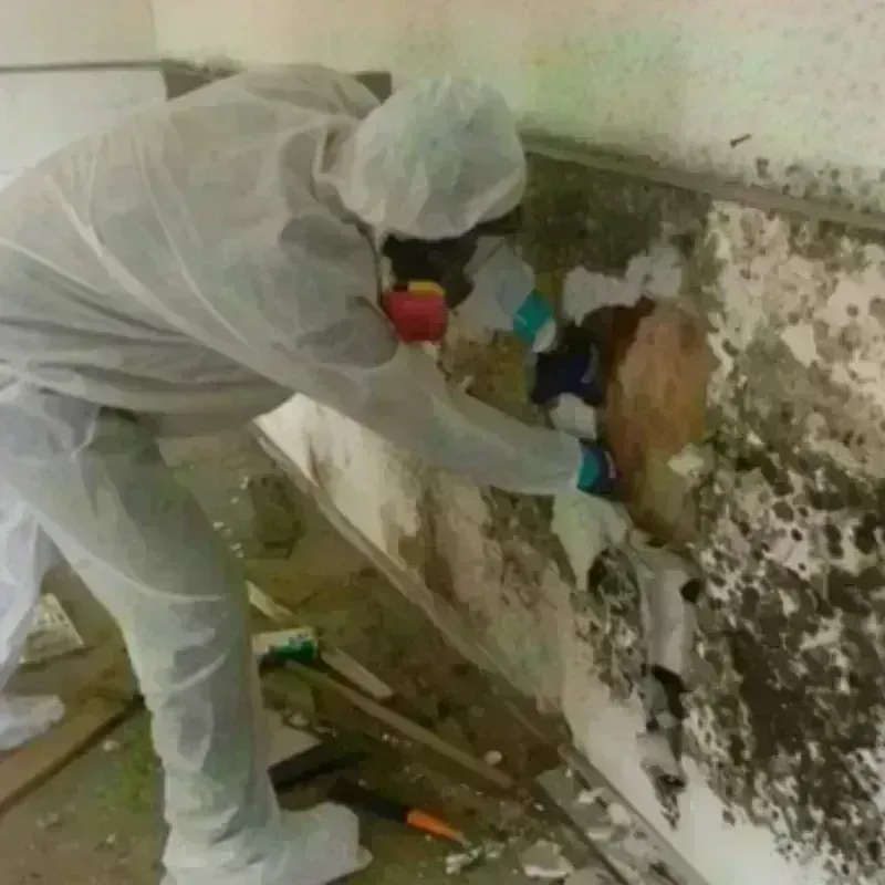 Mold Remediation and Removal in Burlington, VT